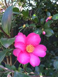 Camellia Sasanqua Pink Camellia Plants Pink
