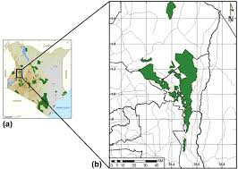 Image result for Rhynchosia usambarensis