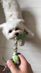 Terrier Maltese Irki Yavruyu Sahiplenenlerin Uygulamasi Gereken 9 Kural