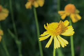*=multiple images on detail page search our database: Yellow Aster Wildflower Twt Photography Photography Flowers Plants Trees Flowers Flowers A H Asters Artpal