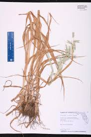 Image result for Avena byzantina