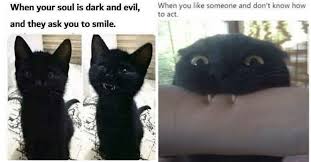 Enjoy our daily funny memes collection. I Can Has Cheezburger Caturday Funny Animals Online Cheezburger