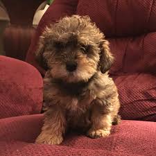 Mini Schnoodle Puppies For Sale Goldenacresdogs Com