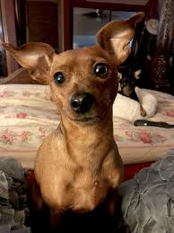Lady Bug Already 6 Mini Pinscher Miniature Pinscher Pinscher