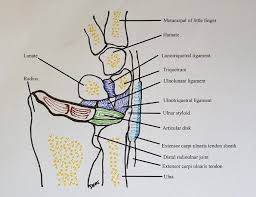 Treatment of injury of the triangular fibrocartilage complex (tfcc). Ulnar Side Wrist Pain Management Guidelines All That Hurts Is Not The Tfcc Springerlink
