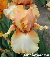 Tb Iris Germanica Fortunata Ghio 1985 Iris Flowers Iris Garden Showy Flowers
