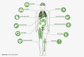 Cbd Vs Thc Chart Cbd Vs Thc Whats The Difference Mr