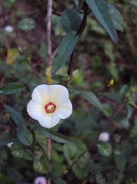 Image result for Xenostegia tridentata