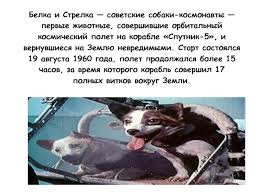 Check spelling or type a new query. Belka I Strelka V Kosmose Prezentaciya Doklad