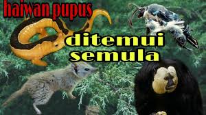Badak ini diancam kepupusan dan dianggarkan hanya ada enam populasi di alam liar atau tinggal 300 ekor saja. 4 Spesis Haiwan Yang Dikatakan Telah Lama Pupus Ditemui Semula Youtube