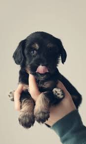 A Hand Full Too Cute Animals Animals Puppies