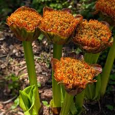Image result for Scadoxus membranaceus