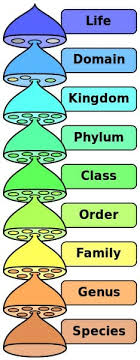 Kingdom Biology Definition Explanation History Biology Dictionary