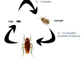 Life Cycle Of A Cockroach Life Cycles Cockroaches Science Life Cycles