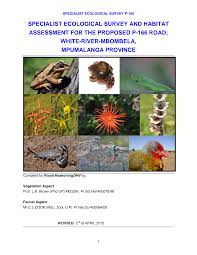 Image result for Zornia punctatissima