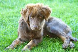 Maybe you would like to learn more about one of these? This Adorable Australian Shepherd Chocolate Labrador Puppy Is A Ranch Hand He Helps Out Whenever He Can Lab Mix Dogs Australian Shepherd Aussie Lab Mix Dogs