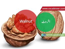 Fruits Vocabulary With Urdu Hindi Pictures Vocabulary In Urdu Fruits Names With Pictures Fruits Vocabulary In English Vocabulary Vocabulary Learn English