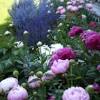 4 bushes ( total 28 roses ). Https Encrypted Tbn0 Gstatic Com Images Q Tbn And9gctke6ghn26pbmqq1nxck0hyytgwpoao1htbkbaj8fc Usqp Cau