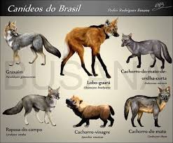 About press copyright contact us creators advertise developers terms privacy policy & safety how youtube works test new features press copyright contact us creators. Cachorro Do Mato E Raposas