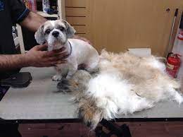 Sarah moon ncmg ~owner and groomer. Need A Poodle Perm Meet The Crufts Man Who Gives Pets The Star Makeovers In Birmingham Birmingham Live