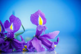 Iris Flower Meaning Flower Meaning