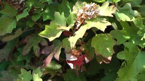 Image result for Cercospora hydrangea