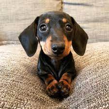 Pin On Cute Dachshunds