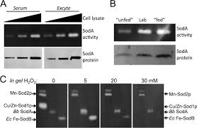 A Manganese Rich Environment Supports Superoxide Dismutase Activity In A Lyme Disease Pathogen Borrelia Burgdorferi Journal Of Biological Chemistry