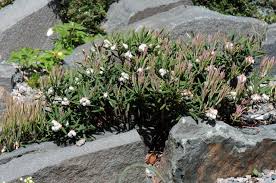 Image result for Bergia polyantha