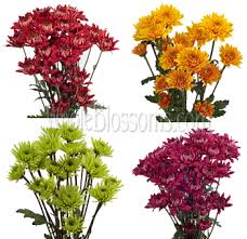 Real green pom pom flowers. Pom Pom Chrysanthemum Pom Pom Flowers Flowers Near Me Bulk Flowers