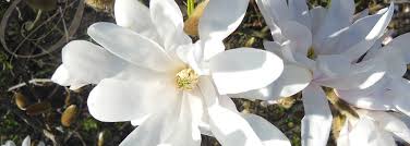 Obituary for Leland James Stein