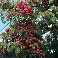 Flowering dogwood trees & shrubs. Identifying Trees In Vancouver Cornus Kousa Kousa Dogwood Vancouver Is Awesome