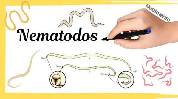 Filo Nematodos - Los gusanos que dominan el mundo