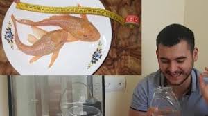 vatoz baligi kirmizi youtube