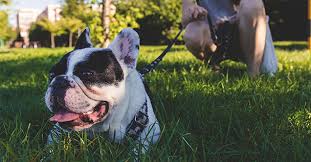 Check spelling or type a new query. Best Dog Training In Modesto Ca Livermore Puppy Trainers