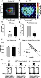 What are 5 examples of homeostasis. Developmental Homeostasis Of Mouse Retinocollicular Synapses Journal Of Neuroscience