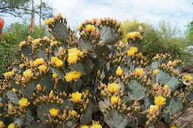 Native to the arid south, prickly pear is an easily distinguishable plant. Prickly Pear Cactus Bloom Stock Photo Picture And Royalty Free Image Image 19090552