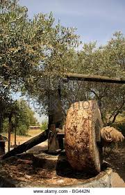 Ancient Olive Press In Neot Kedumim Biblical Landscape Reserve Stock Olive Stock Photography Olive Oil