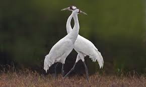 Water Birds Of North Georgia Whooping Cranes Pair Up With Their Childhood Sweethearts In 2020 Crane Bird Birds Crane