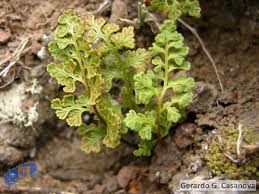 Image result for Anogramma leptophylla