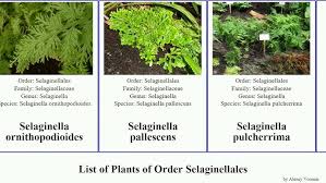 Image result for Selaginella dregei