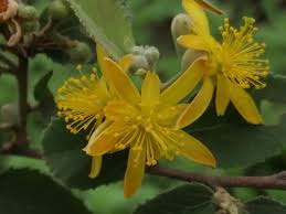 Image result for Grewia monticola