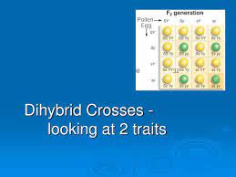 A monohybrid cross invovles one trait. Ppt Dihybrid Crosses Looking At 2 Traits Powerpoint Presentation Free Download Id 1901534
