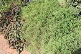 Image result for Pogonatherum