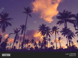 Tree silhouette on sunset background, 1x2inch domino image, digital collage, instant download, printable graphics, digital image, 073 lisachristines. Sunset Tropical Nature Image Photo Free Trial Bigstock