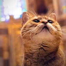 Gli The Hagia Sophia Cat Hagiasophiacat Instagram Posts Videos Stories On Picoji Com To Warm Your Hearts A Couple Of Phot Cat Photography Cats Photo