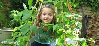 Create a teepee from stakes tied together at the top. How To Make A Teepee For Your Climbing Beans