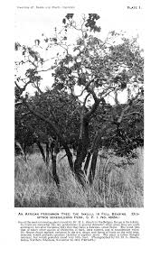 Image result for Stadmannia oppositifolia