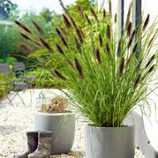 Mit einfachen maßnahmen gilt es nun, den garten, balkon und terrasse auf den winter winterzauber™ ist ein sortiment hochwertiger winterharter pflanzen für die winterliche dekoration. Stauden Winterhart Online Kaufen Bestellen Bei Baldur Garten