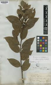 Image result for Heisteria